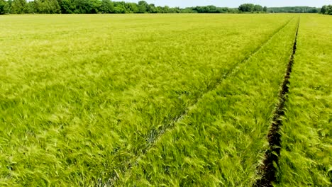 Low-altitude-flyover-over-a-lush-green-wheat-field