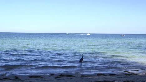 Reiher-Beobachtet,-Wie-Boote-In-Der-Bucht-Von-Florida-Vorbeifahren