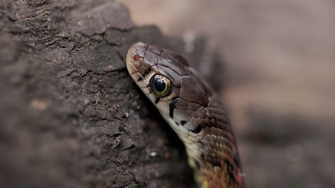 Stupefacenti dettagli delle squame sulla testa di un serpente Keelback striato di fulvo. Primo piano macro nitido.