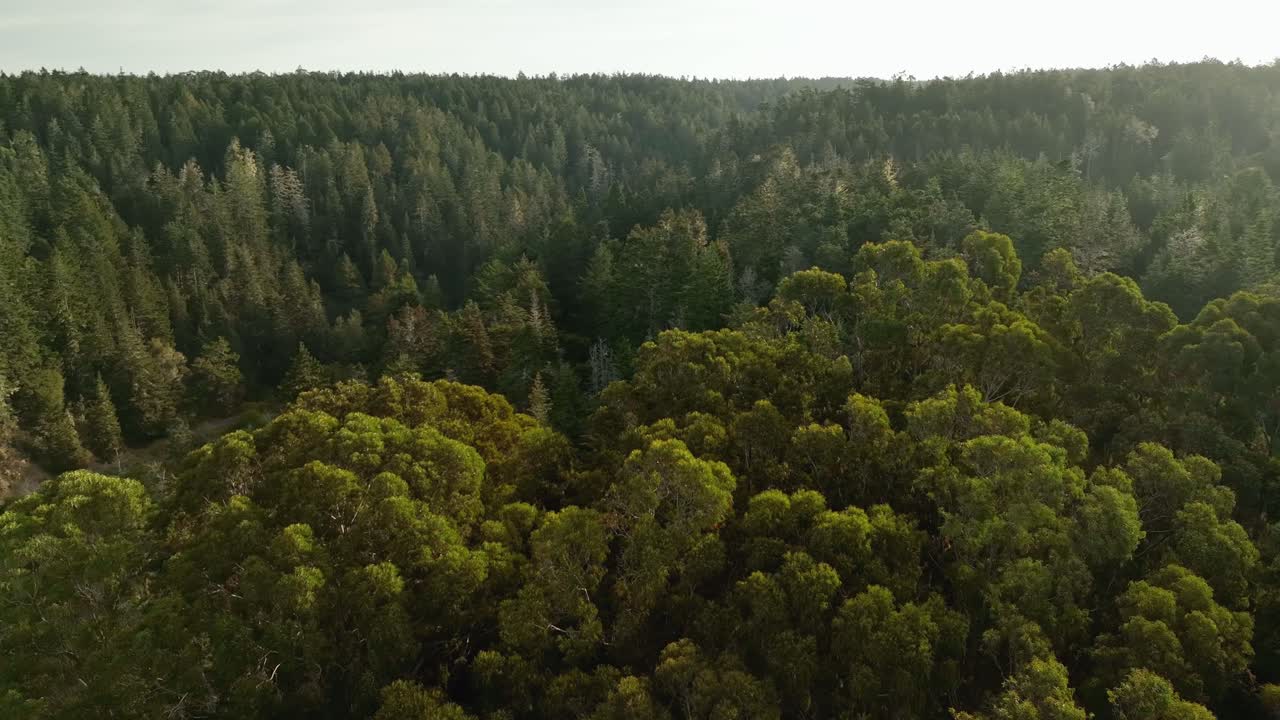 Vista aerea degli alberi che ricoprono la costa della California settentrionale