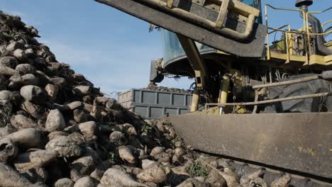 piles of sugar beets on the field. self-propelled machine for cleaning and loading sugar beet from the clamp at the edge of the field to a truck on the road. ropa.