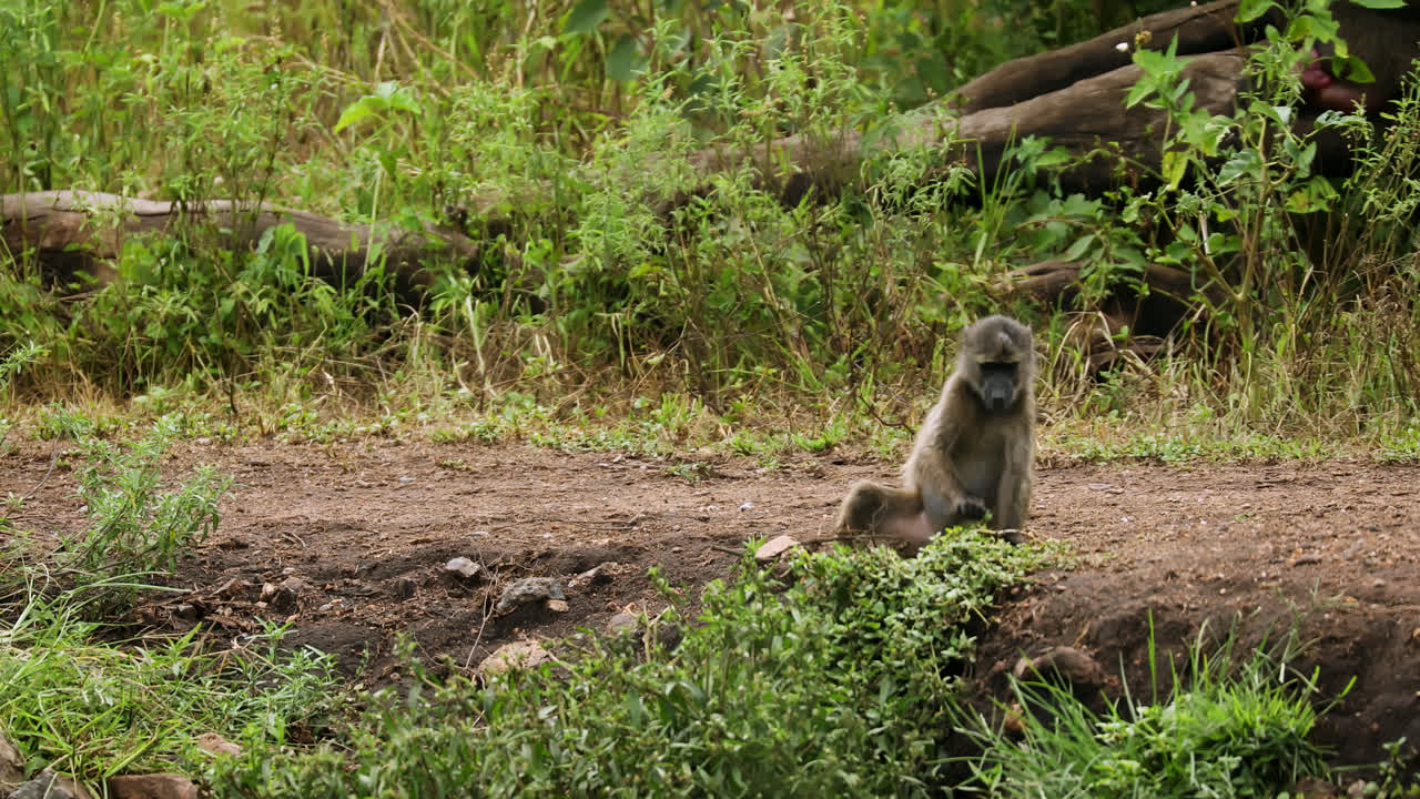 Young Baboon Sitting on a Dirt Path