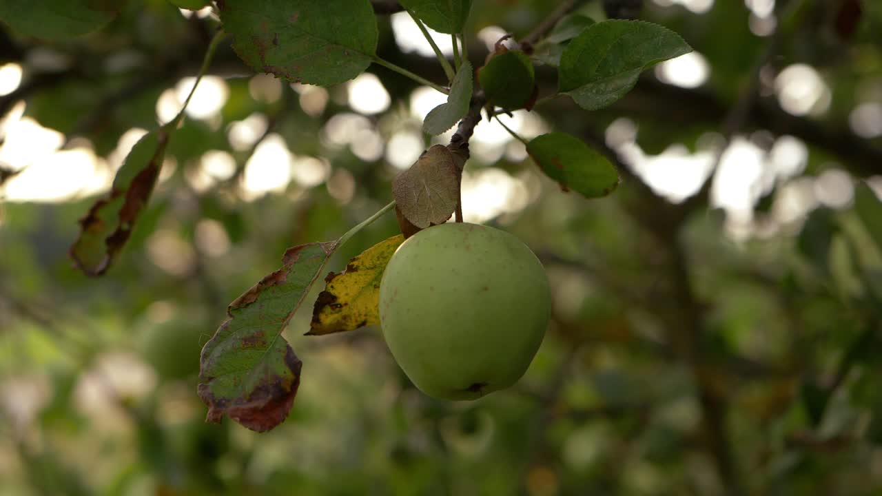 manzana única colgando de la rama de un árbol primer plano