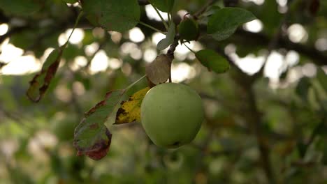 single apple hanging on a tree branch close up shot