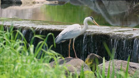 Graureihervogel,-Der-Auf-Dem-Felsen-Neben-Kleinem-Wasserfall,-Yangje-strom,-Korea-Steht