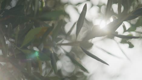 close-slow-motion-shot-of-olive-tree-leaves-with-sun-light-flares