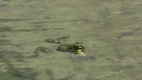 Rana-En-El-Lago-De-Agua.-Naturaleza-Vida-Silvestre