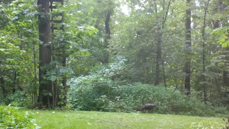 wild turning struts out of a clearing in the woods of the midwest in late summer