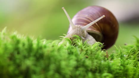 Helix-pomatia-also-Roman-snail,-Burgundy-snail