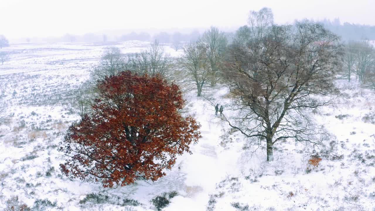 Aerea - Coppia cammina nella neve, Parco Nazionale Hoge Veluwe, Paesi Bassi, inquadratura ampia