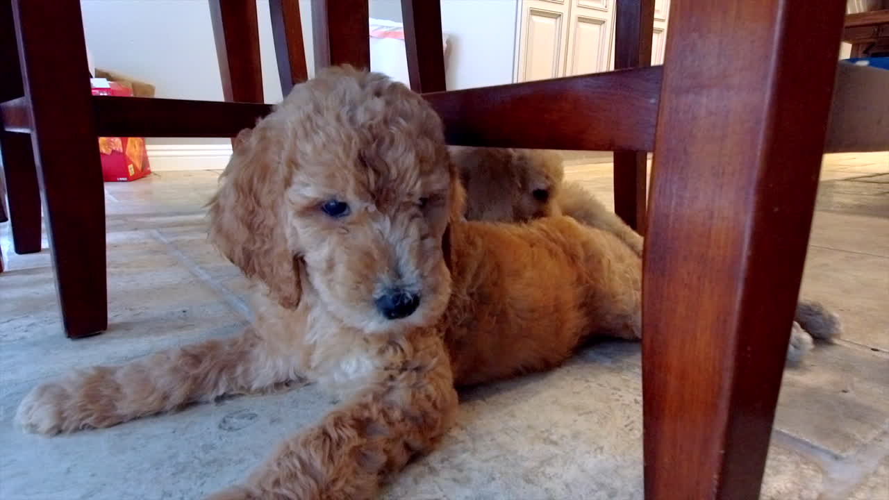 2 cachorros goldendoodles tirados en un suelo de baldosas