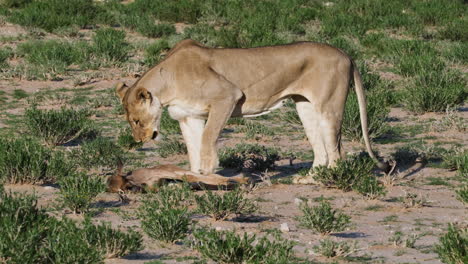 una leona con una presa de gnu juvenil en la sabana africana
