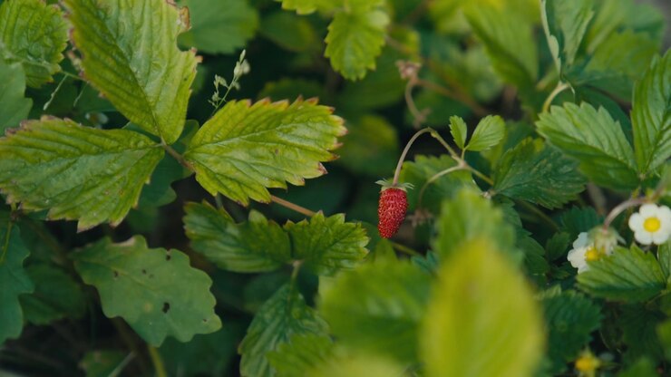 Fragola di bosco matura cresce tra foglie rigogliose e fiori bianchi, evocando giardinaggio commestibile, prodotti stagionali e uno stile di vita estivo sostenibile
