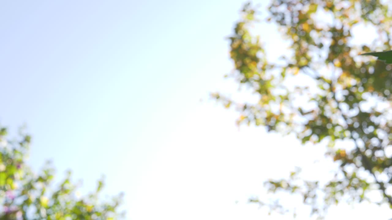Low-angle photo looking up at a towering cannabis plant silhouetted against a clear sky.