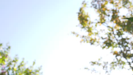 low-angle photo looking up at a towering cannabis plant silhouetted against a clear sky.