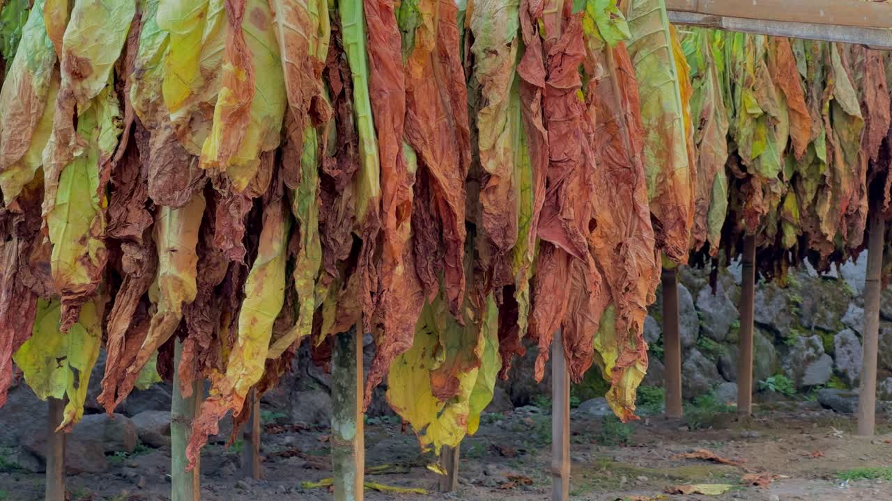 Close-up view of tobacco leaves drying under the sun, hung in traditional racks for curing