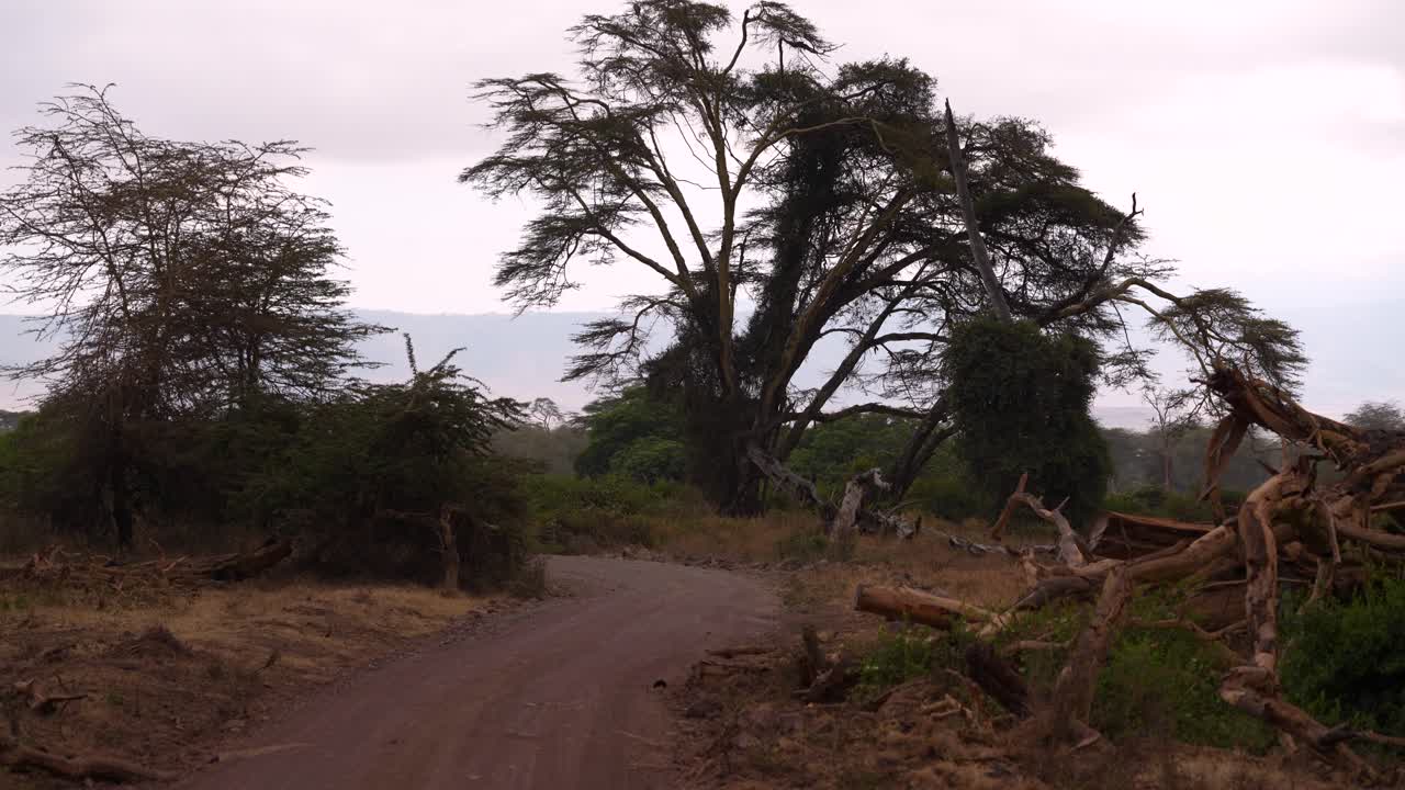 camino de tierra con un árbol viejo en el cráter de ngorongoro en tanzania áfrica, tiro medio de mano