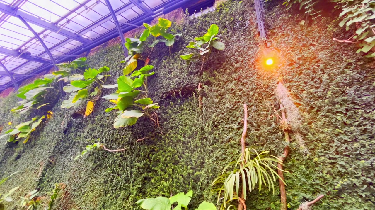 Vertikale grüne Wand mit tropischen Pflanzen in einem Gewächshaus des Botanischen Gartens in Karlsruhe. Innenaufnahmen der Natur mit dichter Vegetation und botanischem Design