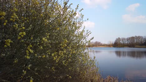 a-bush-with-buds-in-front-of-a-lake