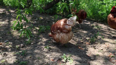 Viele-Rote-Hühner-An-Einem-Sommertag-Im-Dorf