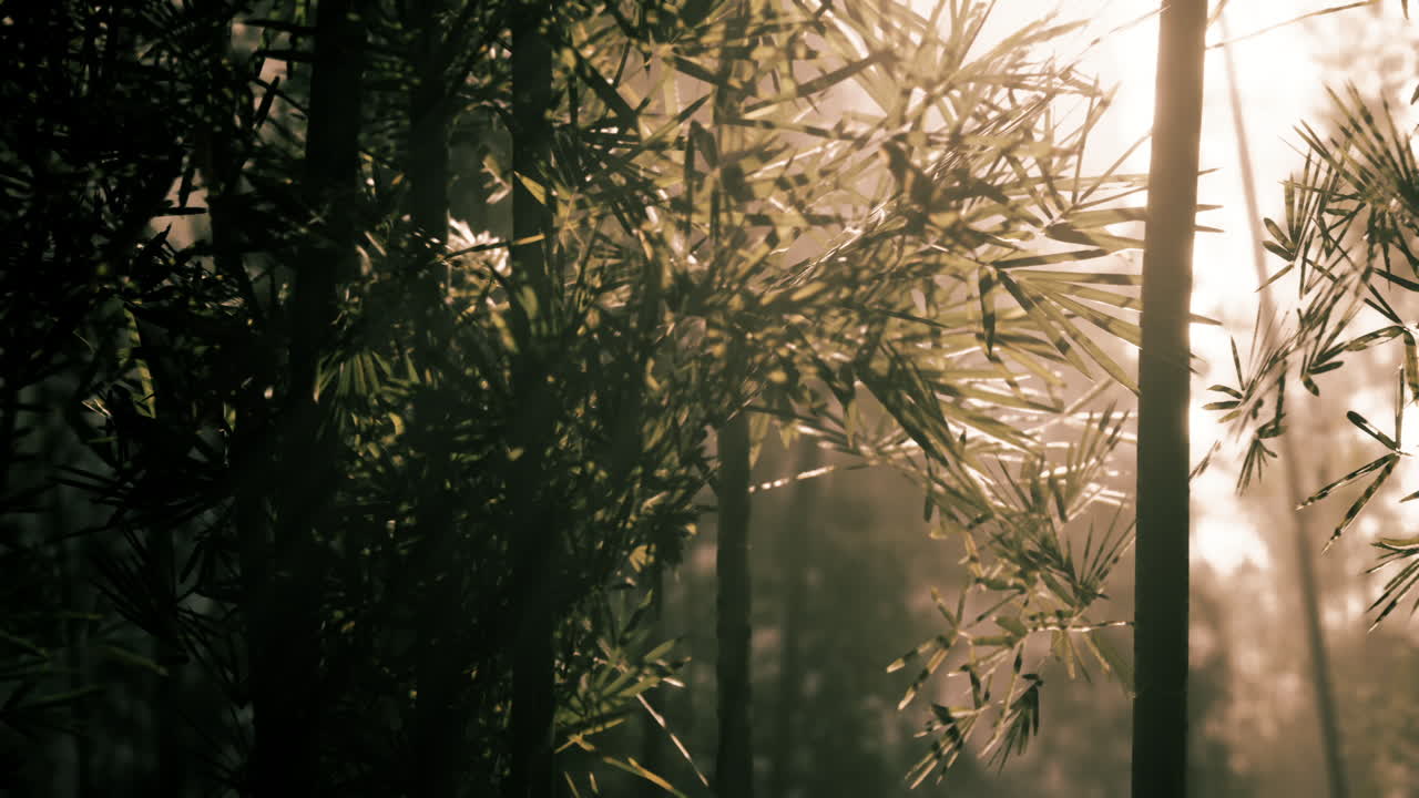 Sunlight filters through green bamboo leaves in a tranquil forest setting