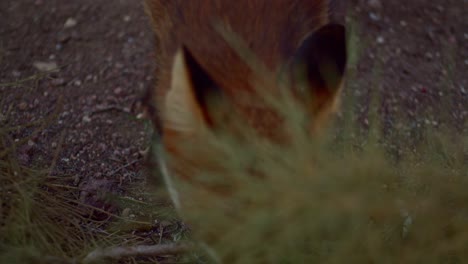 Hochwinkel-Nahaufnahme-Von-Rotfuchs,-Der-Nahrung-Frisst,-Die-Unter-Der-Erde-Gegraben-Wurde,-Handgehalten,-Abends