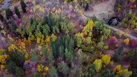 Bosque-Oscuro-Y-Profundo-A-La-Hora-Azul-Con-álamos-Dorados-En-La-Cuenca-De-Nieve-Utah---Inclinación-De-Elevación-Aérea