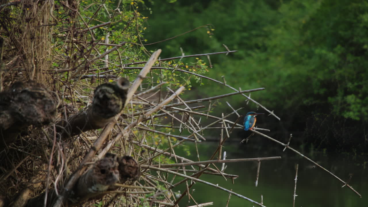 Evening boat safari scene with a vibrant kingfisher on branches by the Kabini River