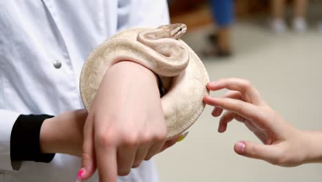 woman's hand strokes beautiful domestic snake. royal python hugs a woman's hand. slow motion