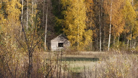 beautiful scandinavian rural golden autumn landscape and foliage with isolated wooden barn seen through fronds of birch trees