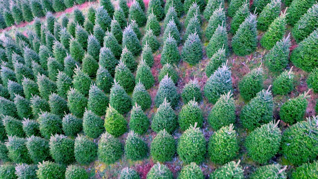 노스캐롤라이나 주 애쉬 카운티에 있는 트리 농장에서 프레이저 전나무 크리스마스트리를 내려다보는 항공 뷰