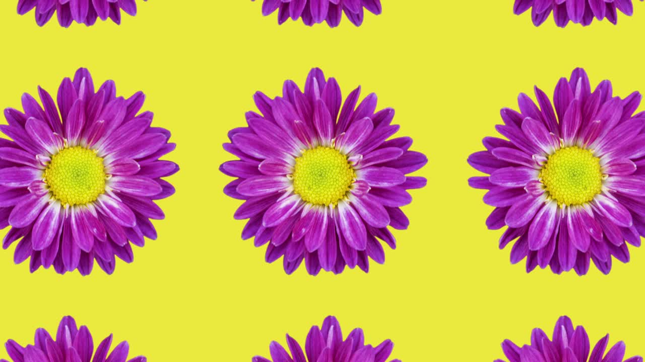 노란색 배경에 보라색 크리산테 패턴, 간단한 모션 그래픽, 꽃 컨셉, 원활한 루프 애니메이션