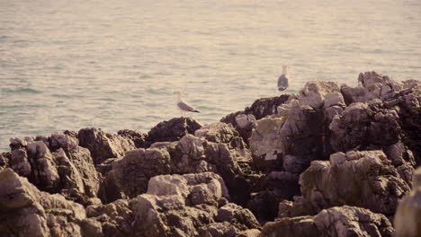 Seagulls-waiting-on-the-rocks-and-then-fly-away