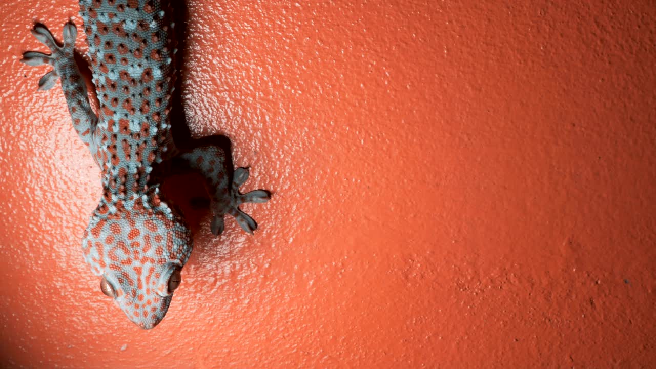 гекко на оранжевой стене