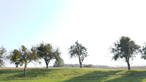 slow panning drone shot of a row of trees on a hill in the slovenian countryside on a bright sunny day