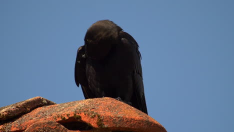 large-billed crow perched on mossy ceramic roof while preening itself