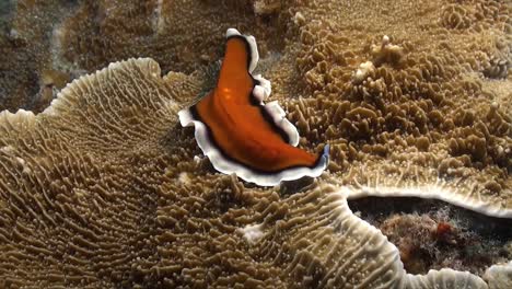 red and white flatworm crawling over coral reef in philippines