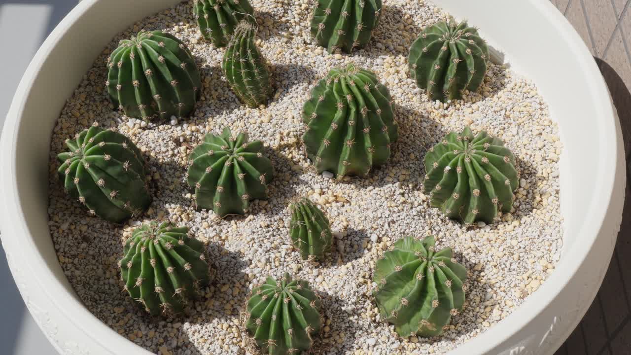A close-up shot of several cactus plants in a white pot, basking in bright sunlight