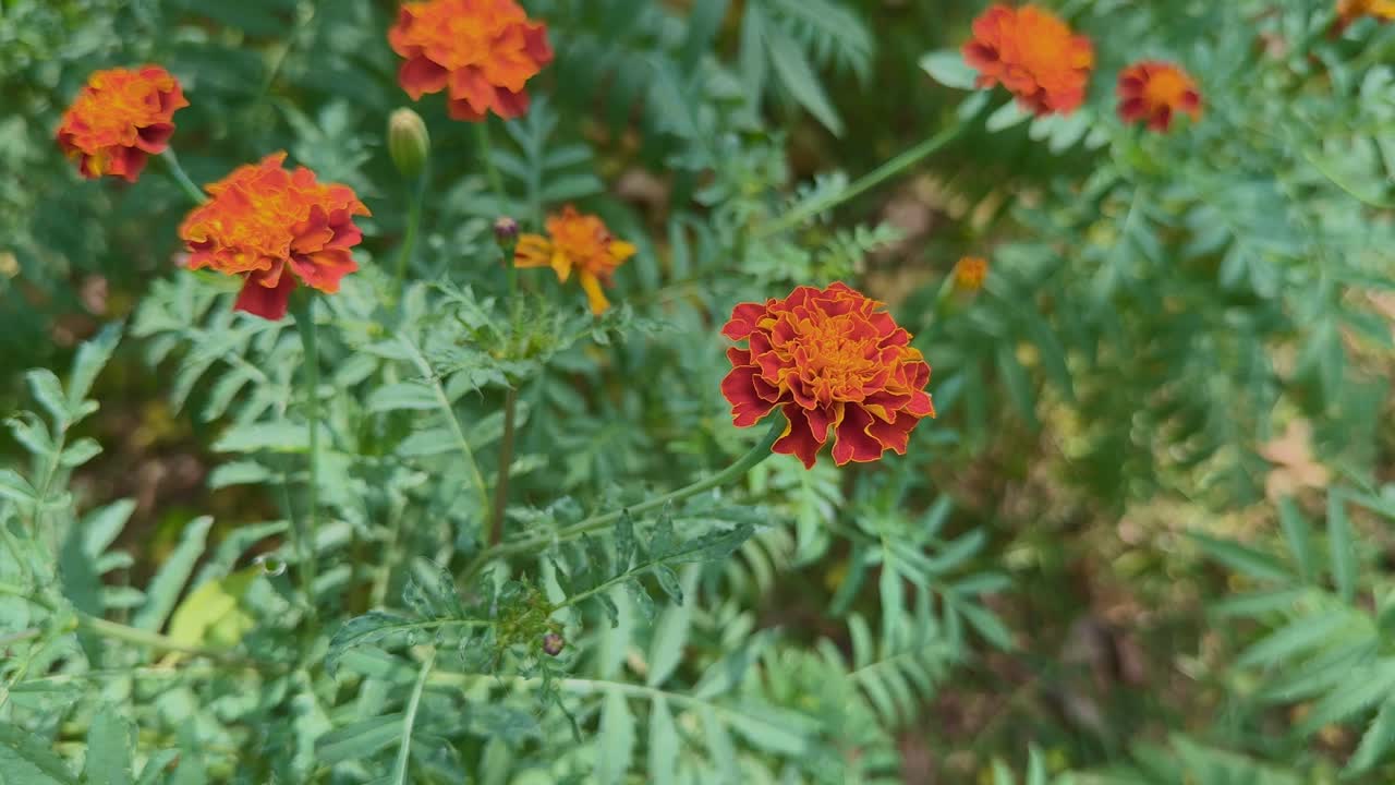Primo piano di vivaci fiori di calendula arancioni (Tagetes) che sbocciano tra un lussureggiante fogliame verde, che ondeggiano delicatamente alla luce naturale con una leggera sfocatura dello sfondo, creando una scena da giardino fresca e vivace