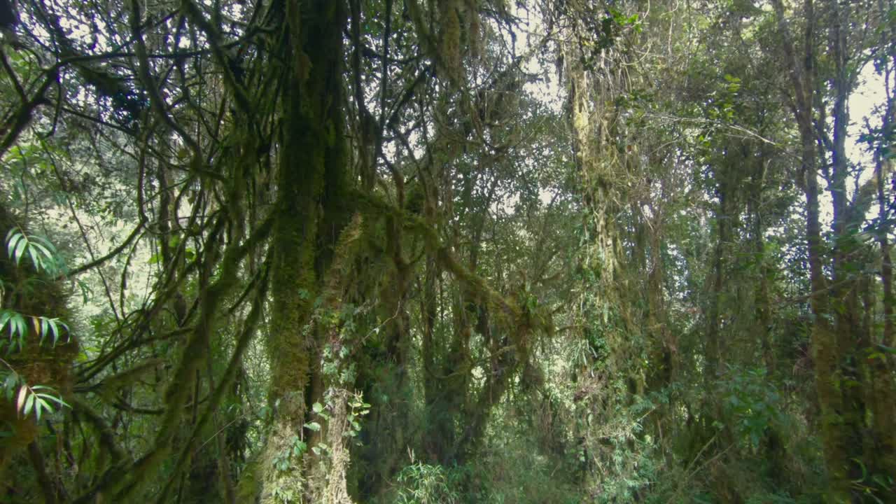 Forest jungle tree canopy moss magical nature trail path Ecuador rainforest
