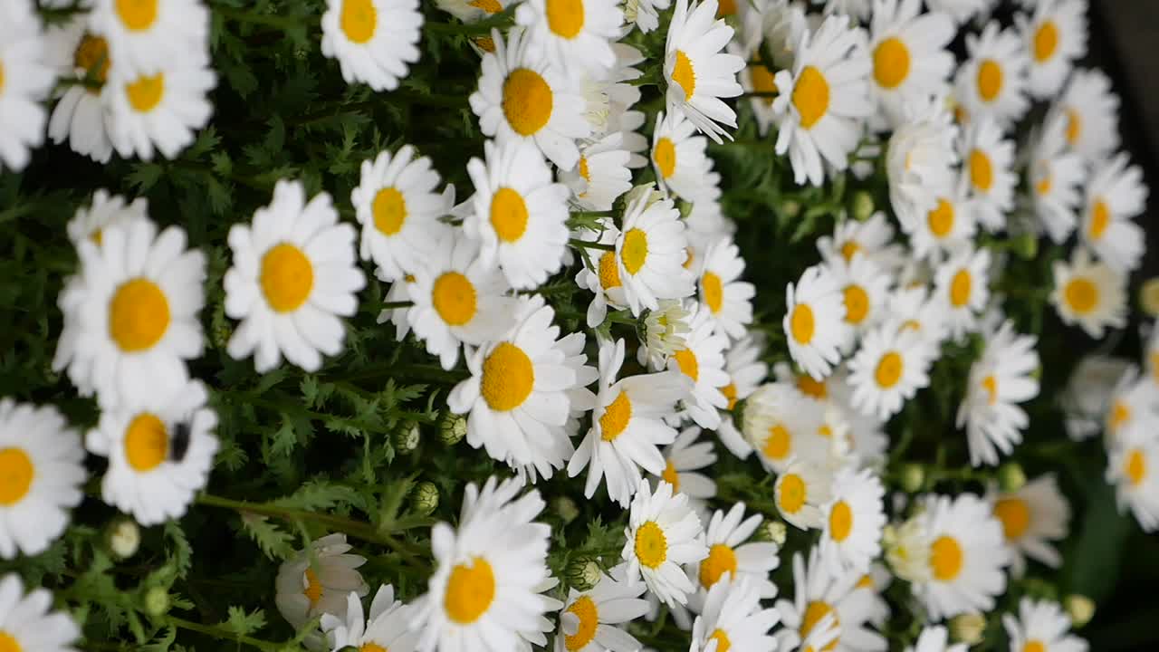 primer plano de las margaritas blancas