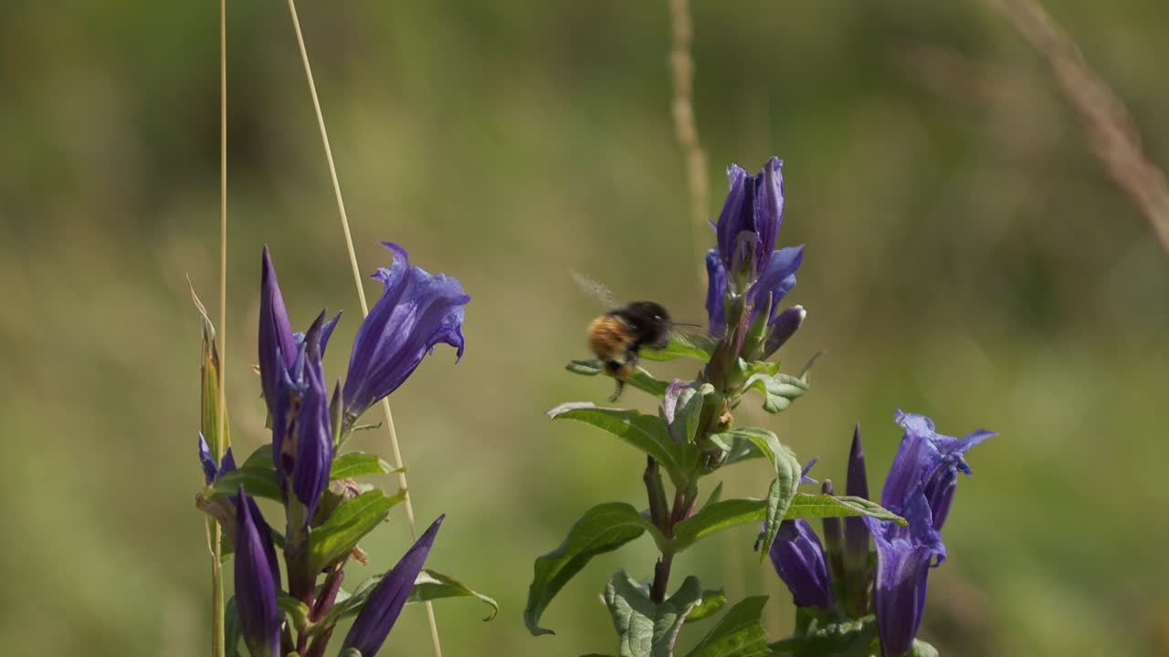 Slow motion shot of a bee flying from a purple flower to another flower. The bee also moves back and forth on the flowers.
