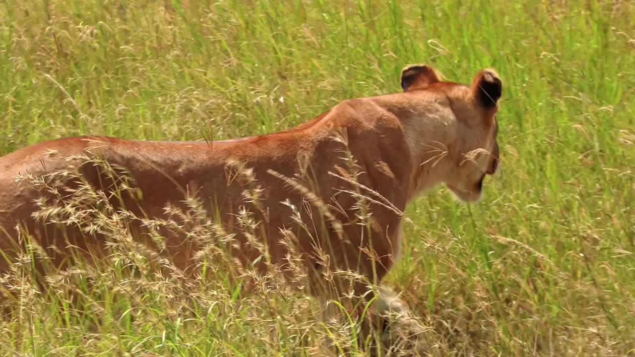 En ensom løvinde sniger sig gennem det tykke krat i Serengeti Nationalpark, Afrika, på jagt efter sit næste bytte. En filmisk vildmarksscene, der fanger rovdyrinstinkt, spænding og rå overlevelse på savannen.
