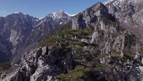 Trees-on-top-of-a-mountain-with-bigger-mountain-with-snow-in-the-background