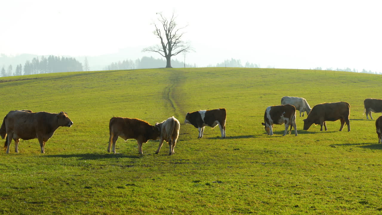 A herd of cows grazing on a hill during a sunny autumn day