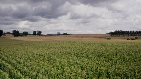 Corn-field-with-tractors-harvesting-hay-in-background,-aerial-view