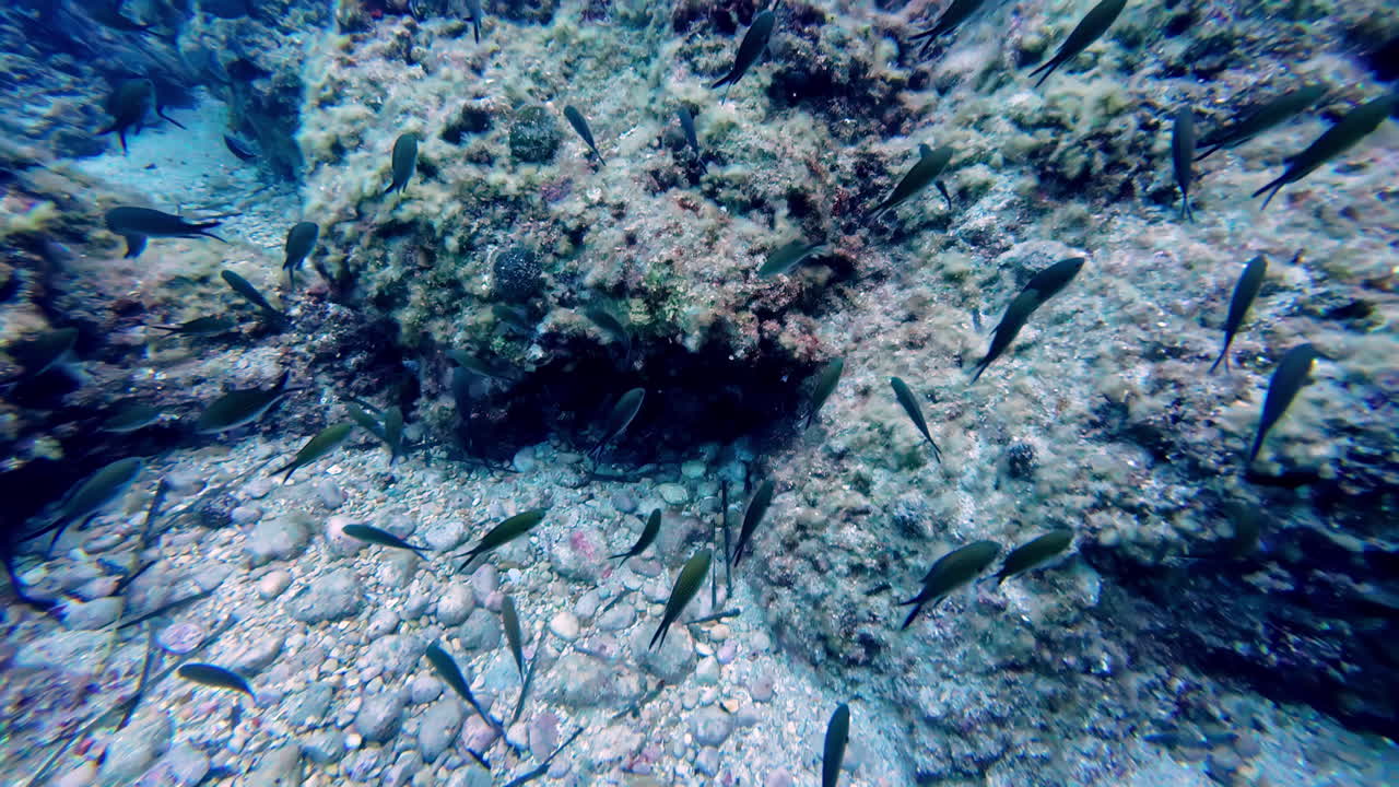 스쿠버 다이빙을 하는 동안의 수중 뷰 포브 (pov) - 수중 생명체, 작은 물고기