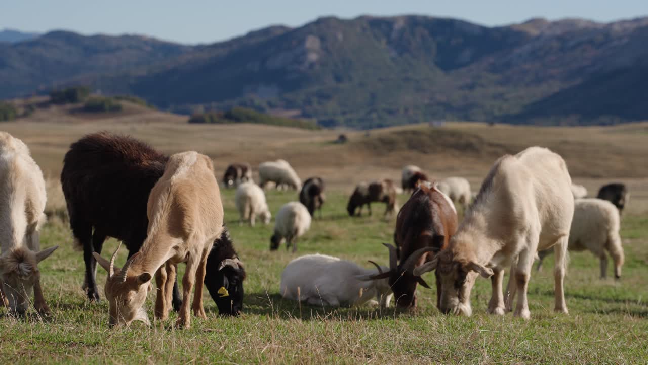Pecore pascolano pacificamente nel paesaggio scenografico del Parco Nazionale di Durmitor