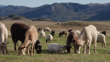 sheep graze peacefully in durmitor national park's scenic landscape