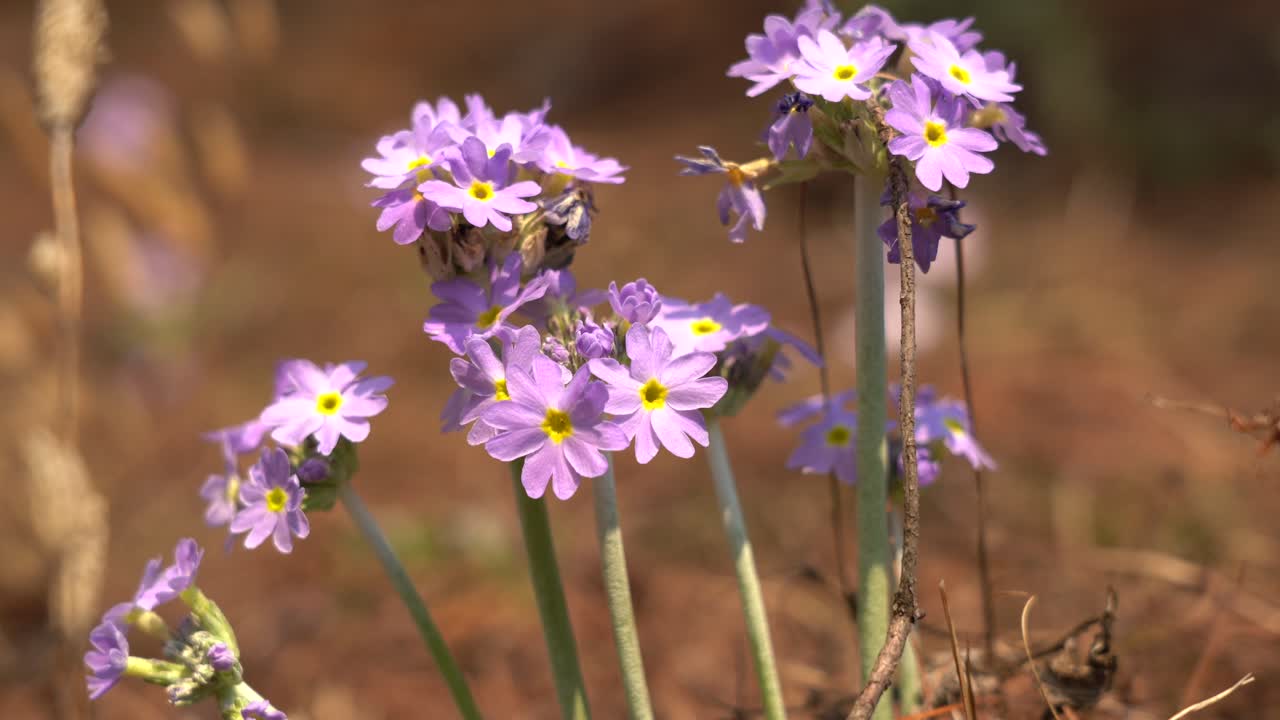 algunas prímulas de ojo de pájaro que florecen a principios de la primavera